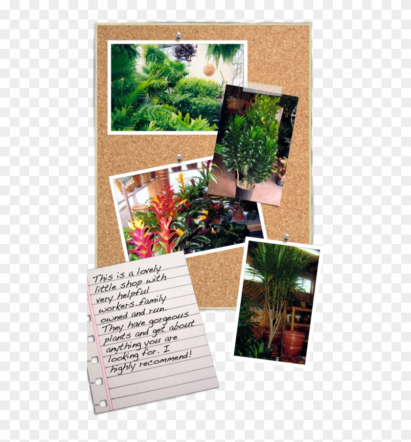 Click Here To Read More About How Much Light Plants - Botanical Garden Clipart