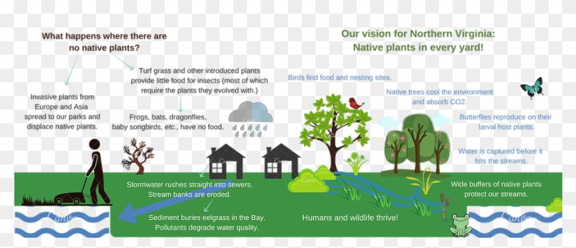 Native Plants - - Tree Clipart