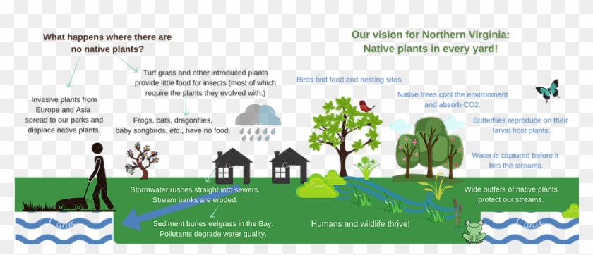 Native Plants - - Tree Clipart #3750345