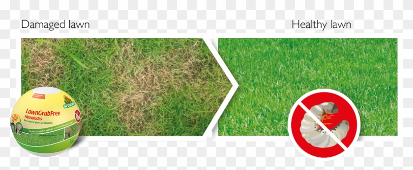 To Product Page Lawngrubfree Nematodes - Lawn Clipart