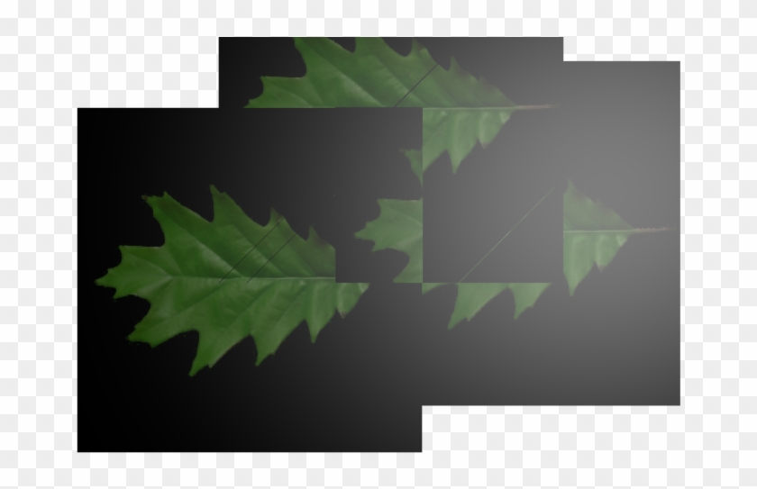 3renderedleaves 960×540 110 Kb - Maple Leaf Clipart #3751349
