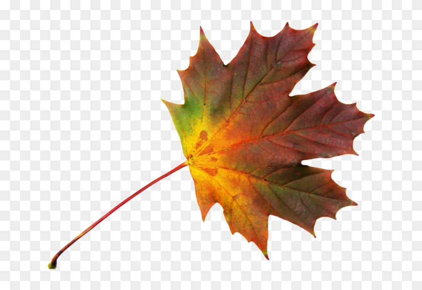 Download High Resolution Png - Folhas Maple Png Clipart #3751389