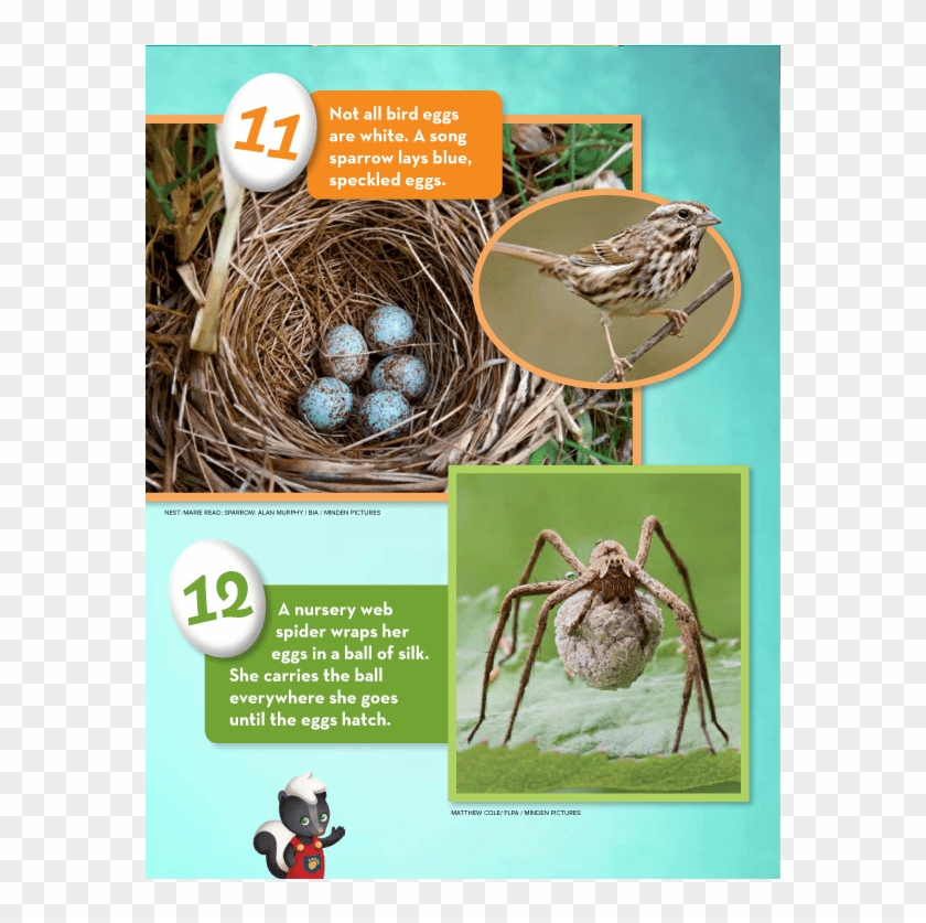 Eggs Ranger Rick Jr April 2016 - Egg Clipart #3751993
