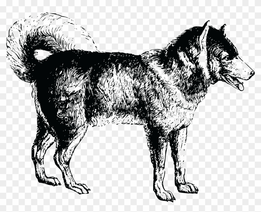 Dog Png Jpg - Siberian Husky Clipart #3751995