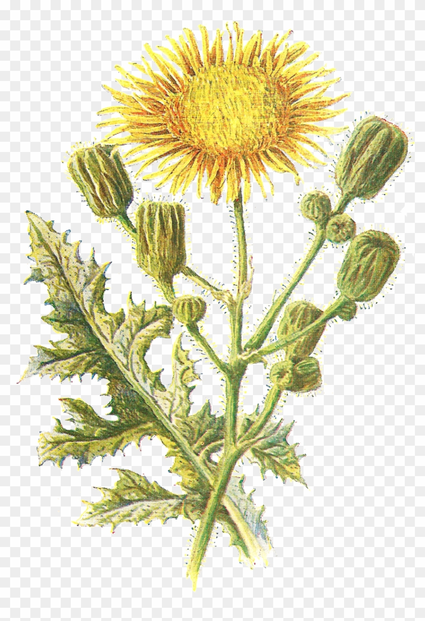 Despite This Being An Image Of A Wildflower, It Most - Sow Thistle Png Clipart