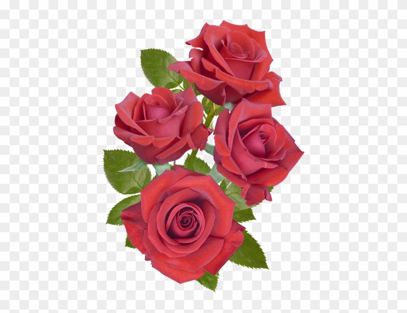 Red Rose Transparent Png Image Clipart #3753672