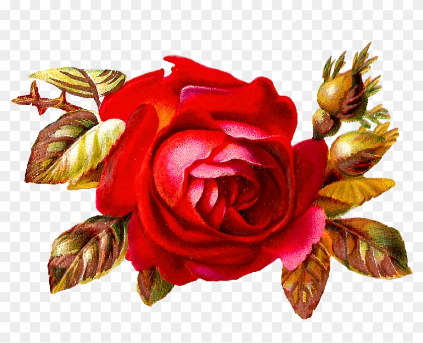 Garden Roses Clipart #3753769