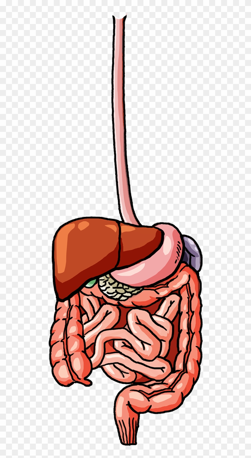 Female Digestive System - Illustration Clipart