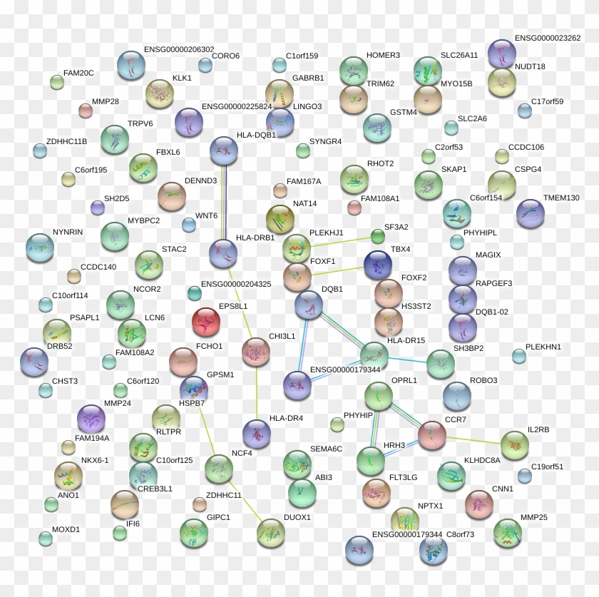 Network Of Associatons Between Targets According To - Circle Clipart