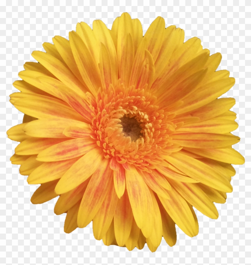 Flowers Png Tumblr Yellow Clipart