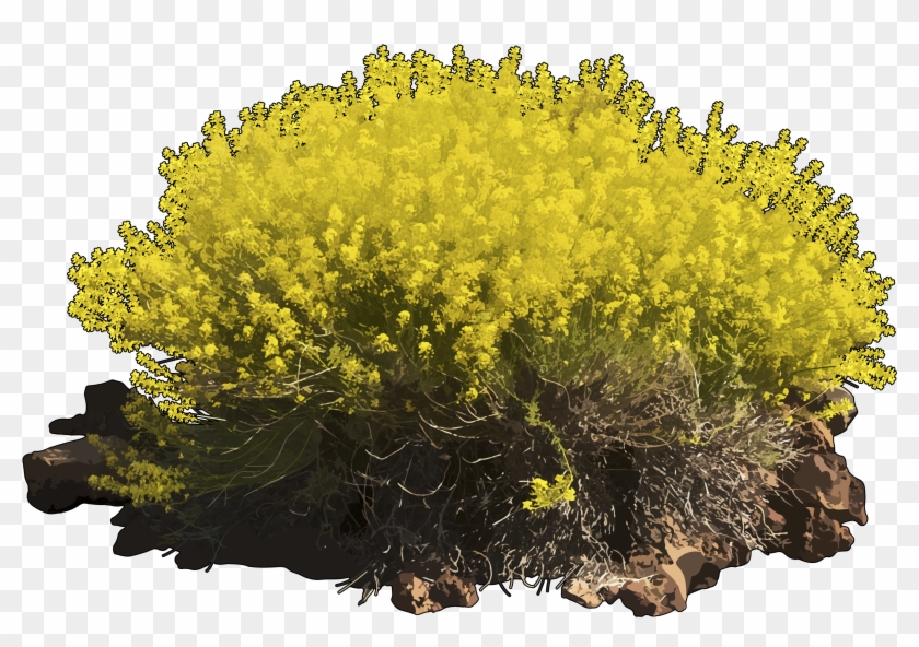 Hierba Pajonera - Goldmoss Stonecrop Clipart