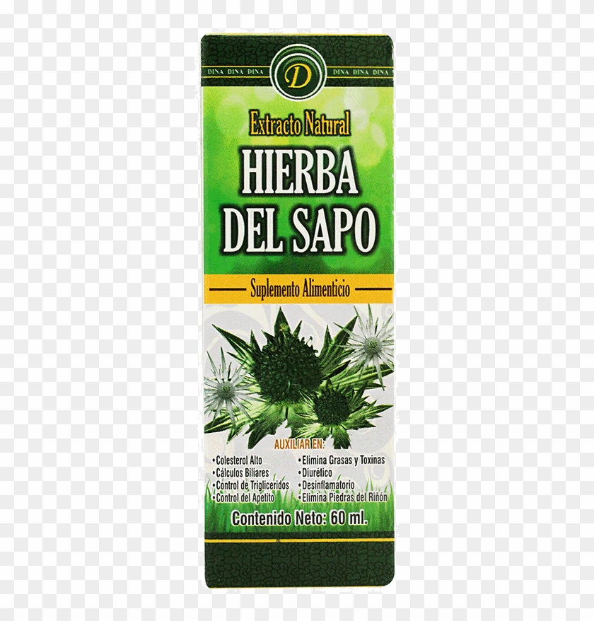 Hierba Del Sapo - Non-vascular Land Plant Clipart #3762414