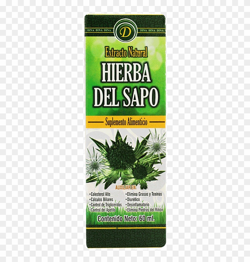 Hierba Del Sapo - Non-vascular Land Plant Clipart
