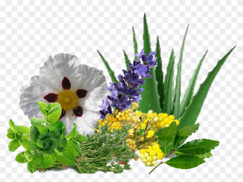 La Variedad De Hierbas, Plantas, Flores, Frutos, Cortezas - Aloe Vera Clipart #3762620