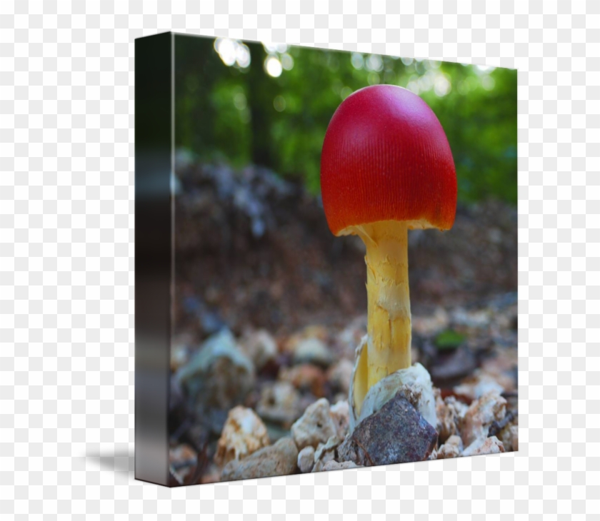 Drawing Mushrooms Top - Edible Mushroom Clipart #3762669