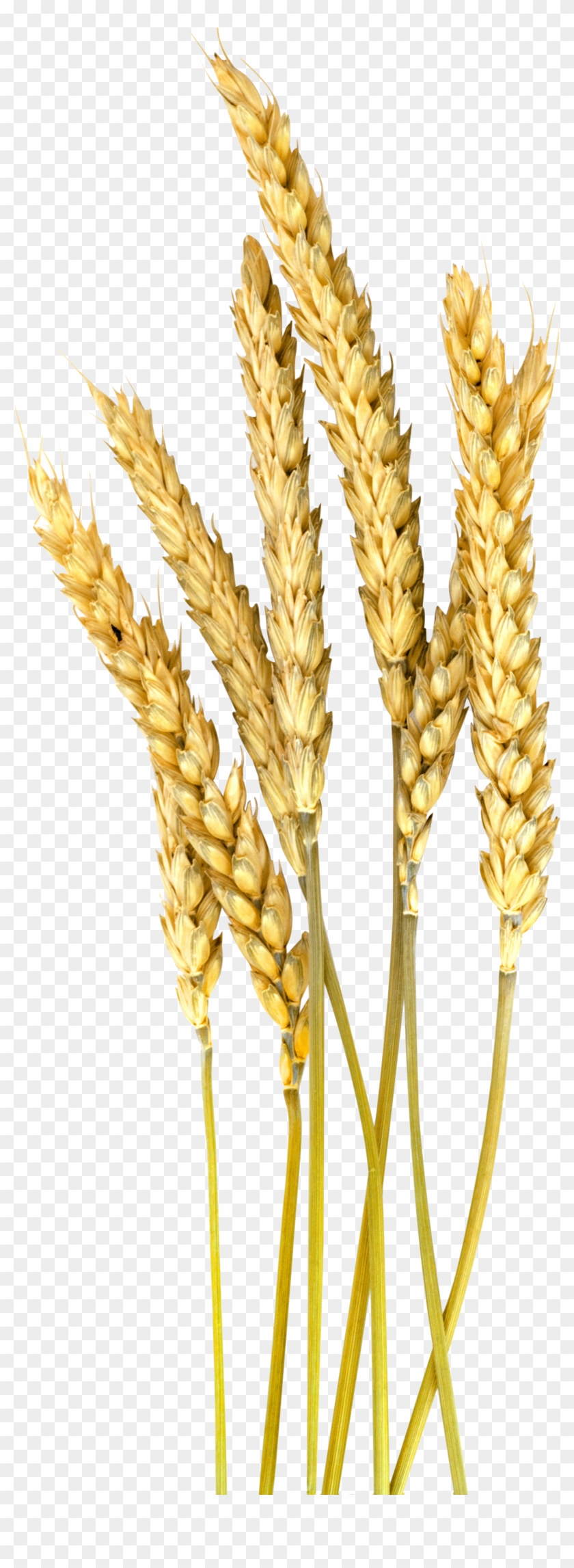 Grain Plant Png - Foxtail Millet Png Clipart #3763782