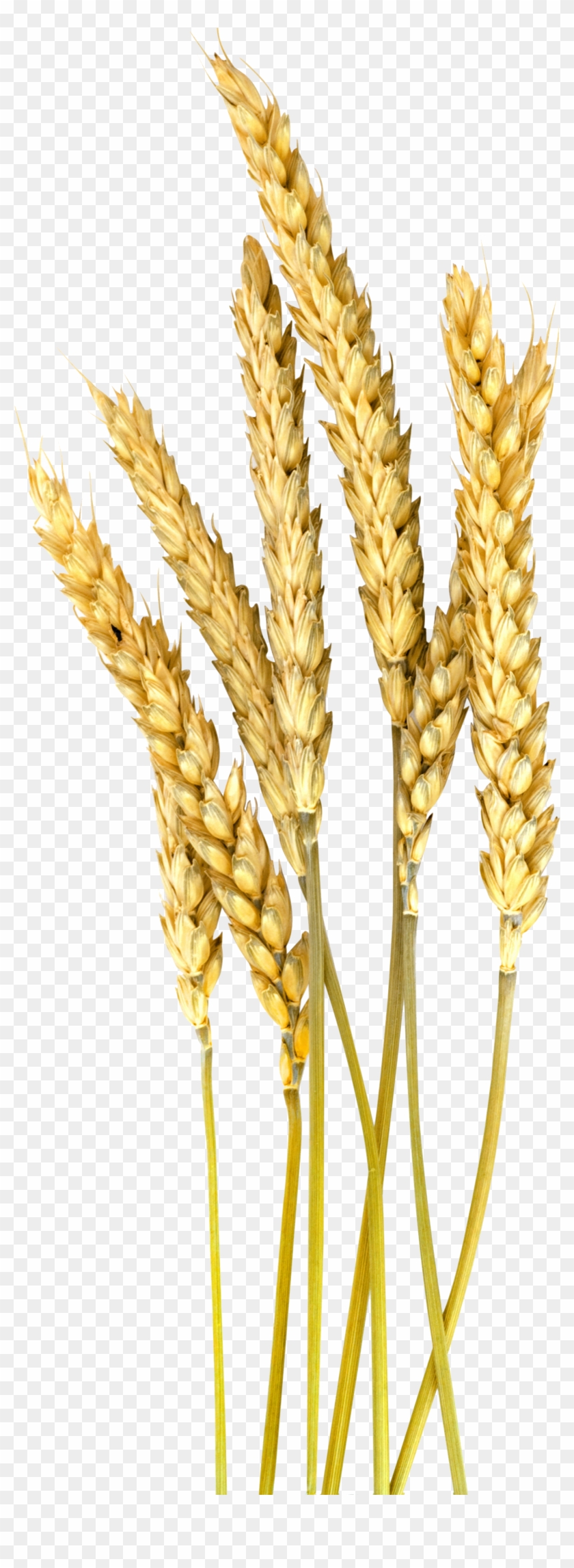 Grain Plant Png - Foxtail Millet Png Clipart