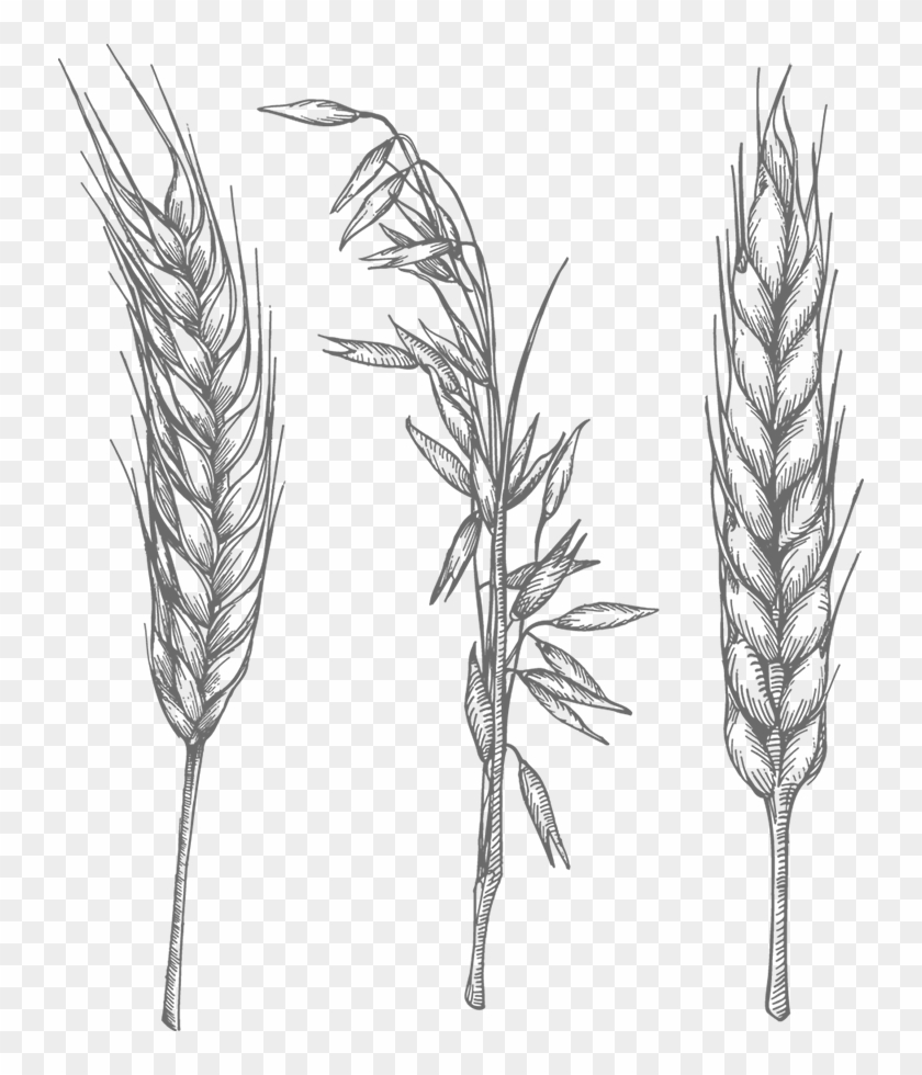 Iron Rye - Oats Black And White Clipart