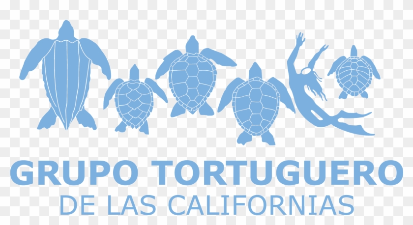 Grupo Tortuguero De Las Californias Clipart #3763972