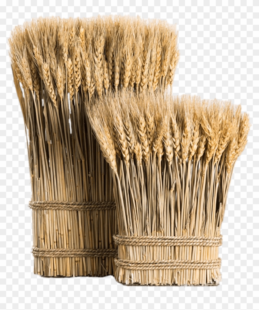 Food - Wheat - Wheat Bundle Clipart