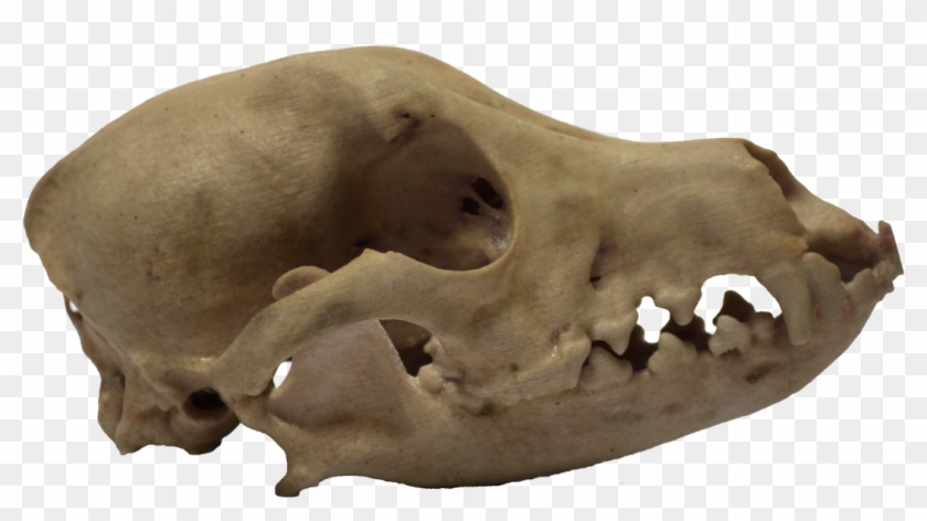 3d Printed Dog Skull Side View - Boar Clipart