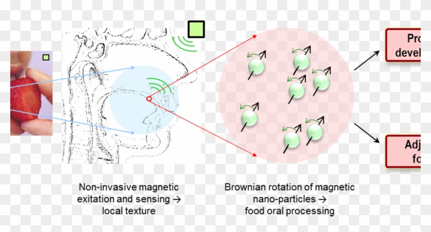 Principle Of Remote Sensing Of Texture In The Mouth - Circle Clipart #3764658