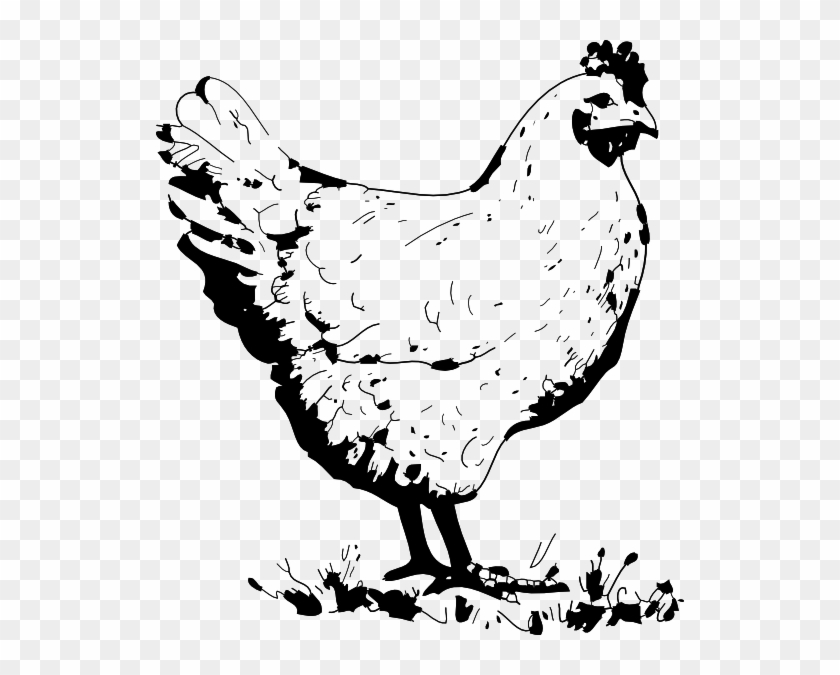 How To Set Use Chicken Drawing - Clip Art Black And White Chicken - Png Download #3765749