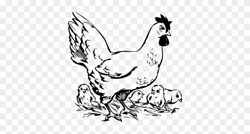 Drawing Chicken Simple - Aparato Digestivo De La Gallina Clipart #3766091
