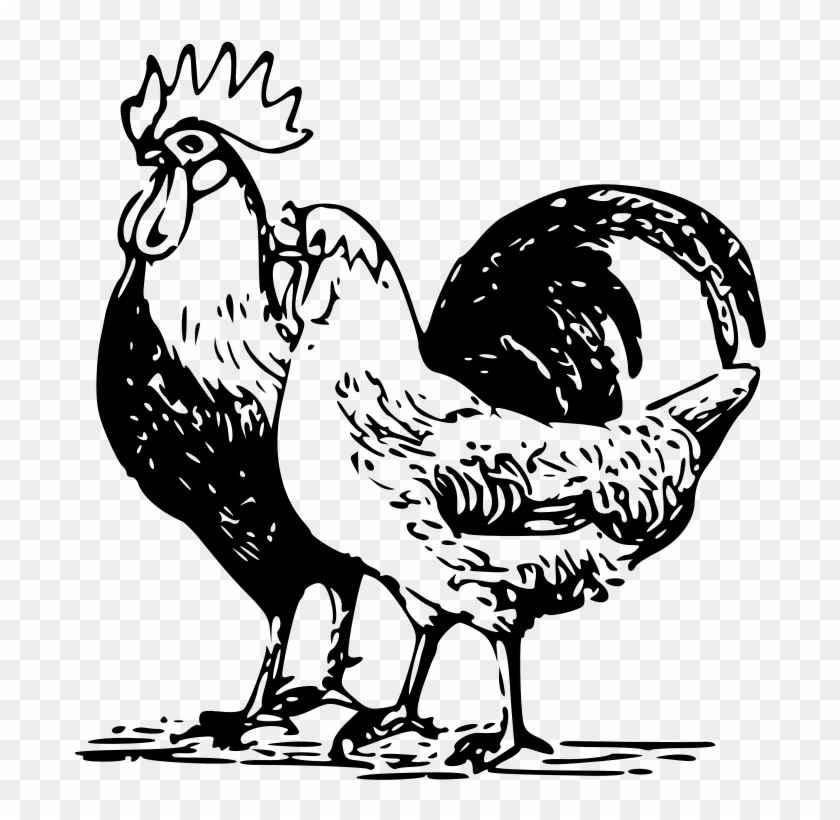 Free Vector Poultry - Poultry Vector Clipart