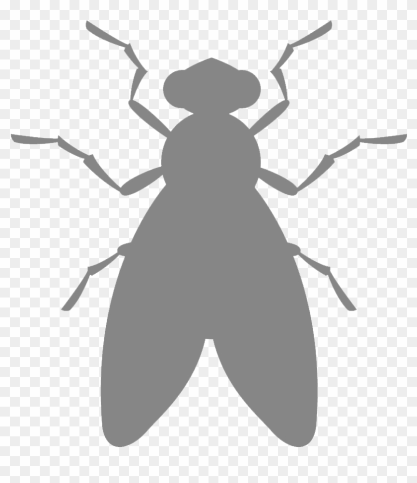 Dedetização De Moscas Rj - Belostomatidae Clipart