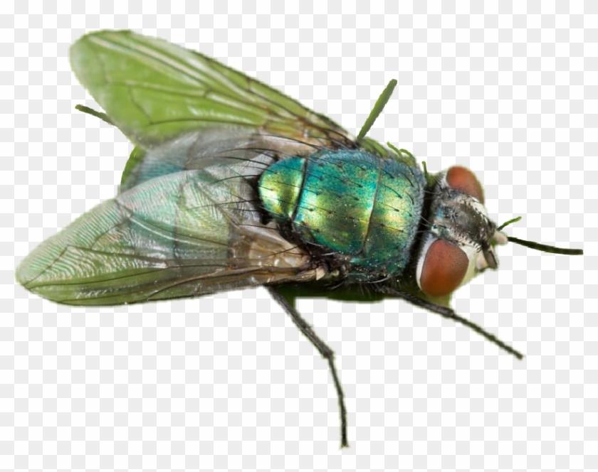 #mosca - Lucilia Sericata Clipart #3767186