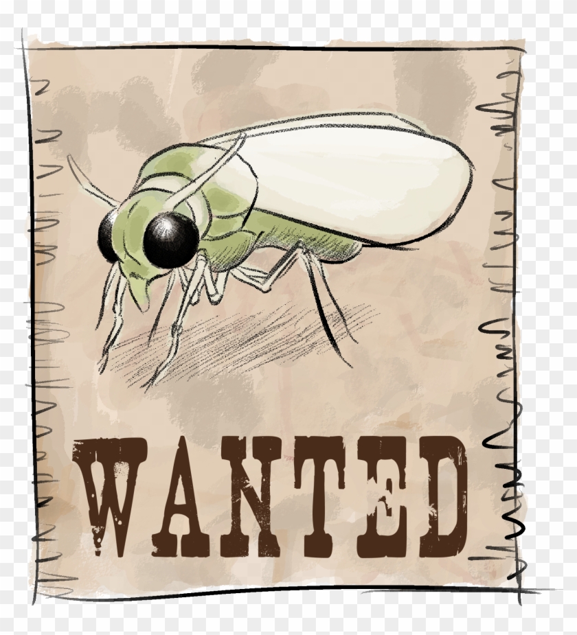 Cartel Mosca Blanca - House Fly Clipart #3767510