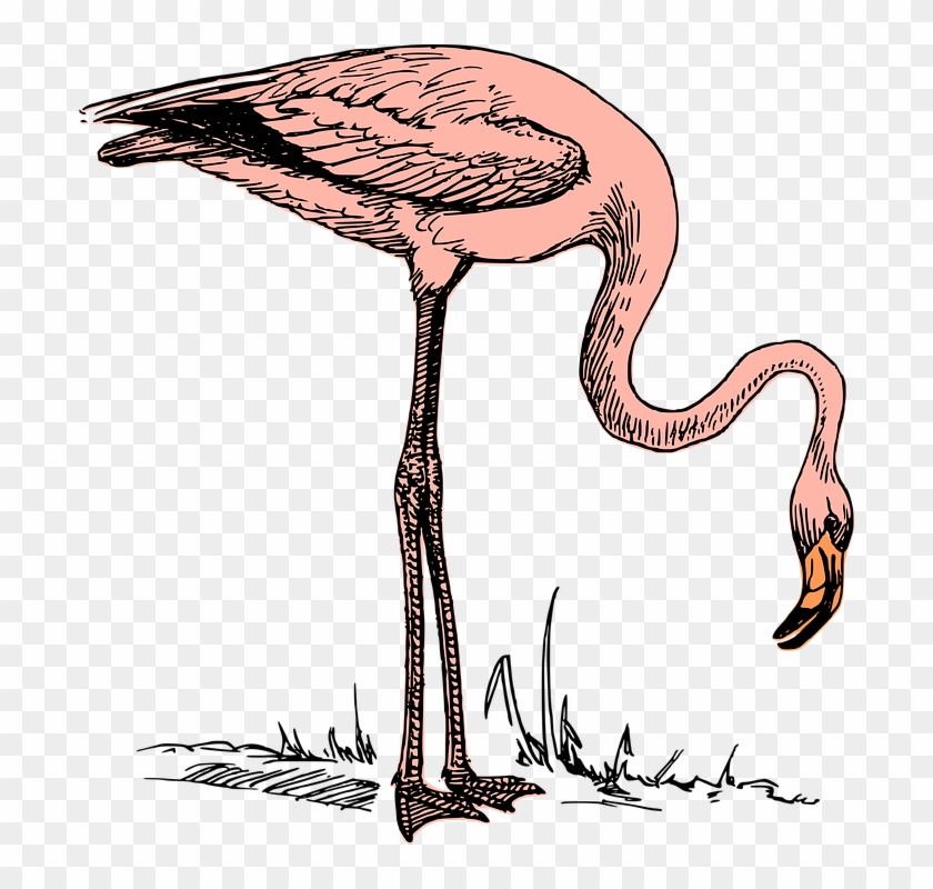 Bird Flamingo Nature Wildlife - Flamingo Clip Art - Png Download