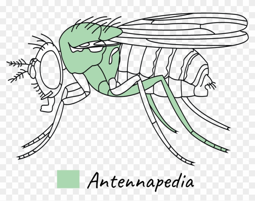 Crédito De La Imagen - Gen Antennapedia Clipart