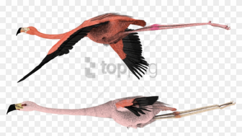 Free Png Pink Flamingos Flying Png Image With Transparent - Flamingo Fly Transparent Background Clipart #3767759