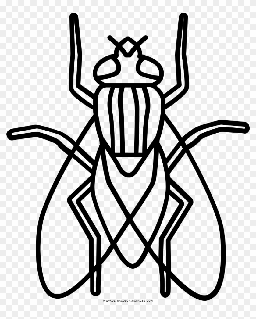 Dibujo De Mosca Para Colorear - Crawling Insects Clipart