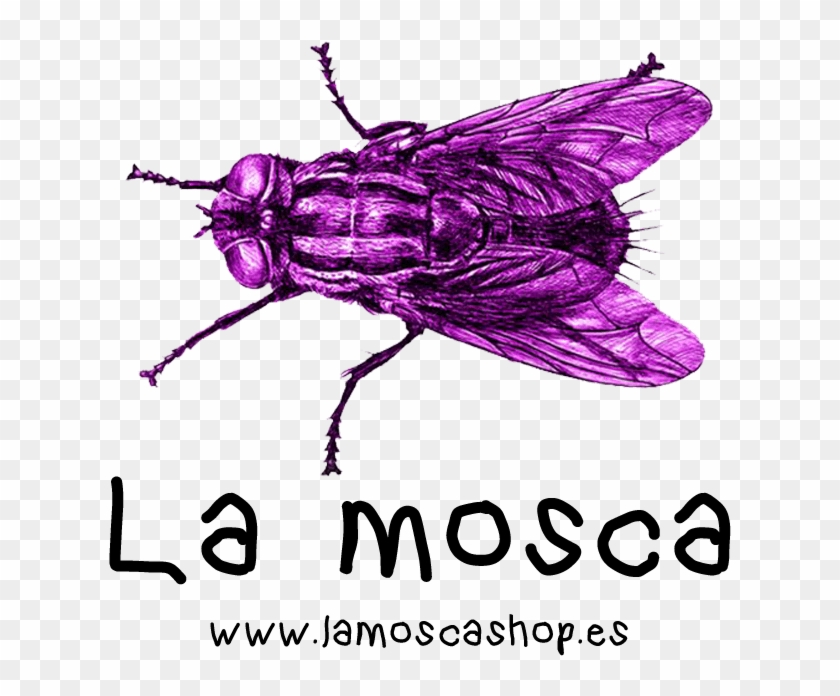 La Mosca Se Une A La Experiencia - Dung Beetle Clipart #3768279