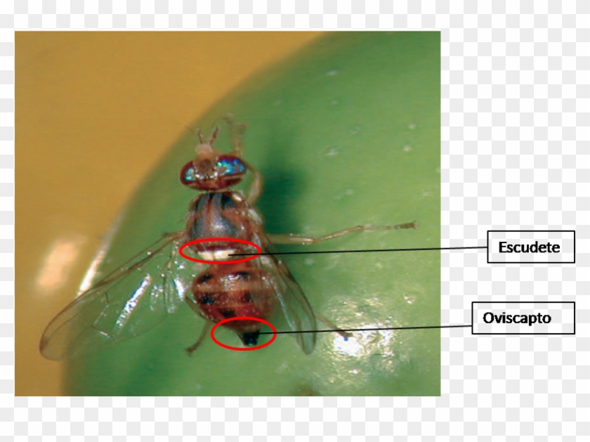 El Huevo Es De Color Blanquecino, Ovoide Y Alargado - Mosca Del Olivo Clipart