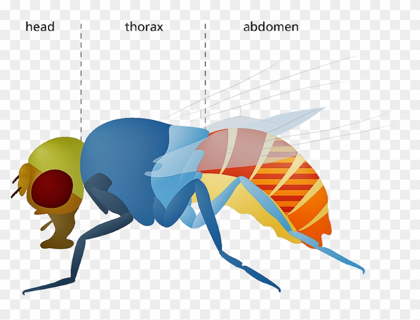 En Un Experimento Con La Llamada "mosca De La Fruta\ - Hornet Clipart