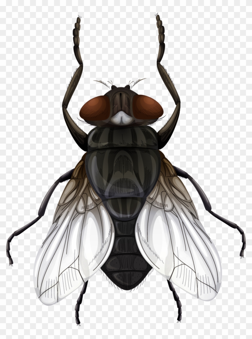 Vinilo Pared Ilustración Mosca - Order Of Housefly Clipart
