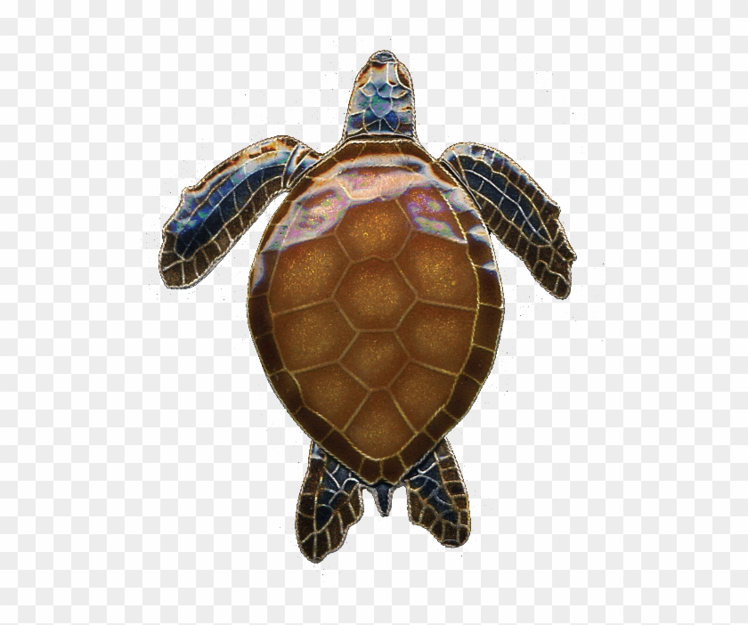 0178pin - Pseudemys Concinna Concinna Clipart #3768860