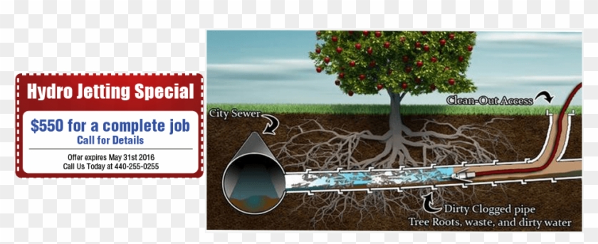 Plumber Fixing Pipe - Water Pipe Tree Roots Clipart