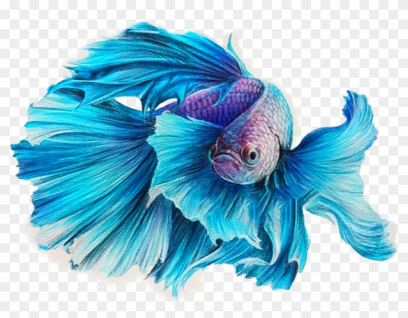 Betta Sticker - Beautiful Drawing Fish Clipart