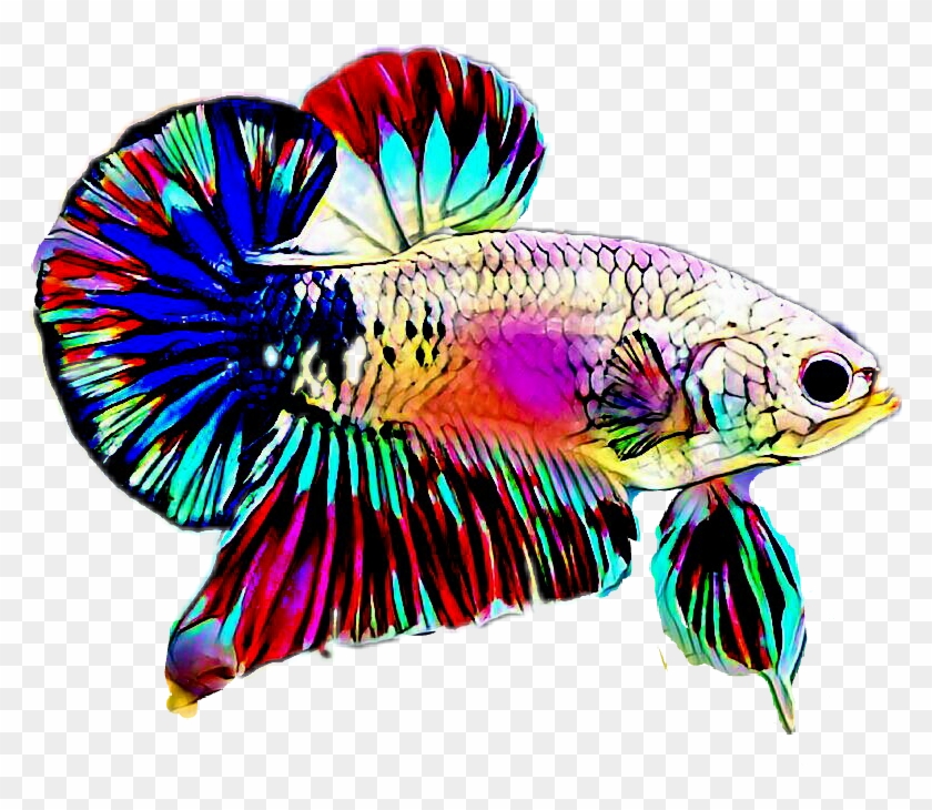 #betta - Betta Png Clipart #3773012