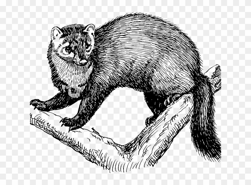 Rare Fishers Make A Comeback To Mount Rainier National - Fisher Animal Black And White Clipart #3773014