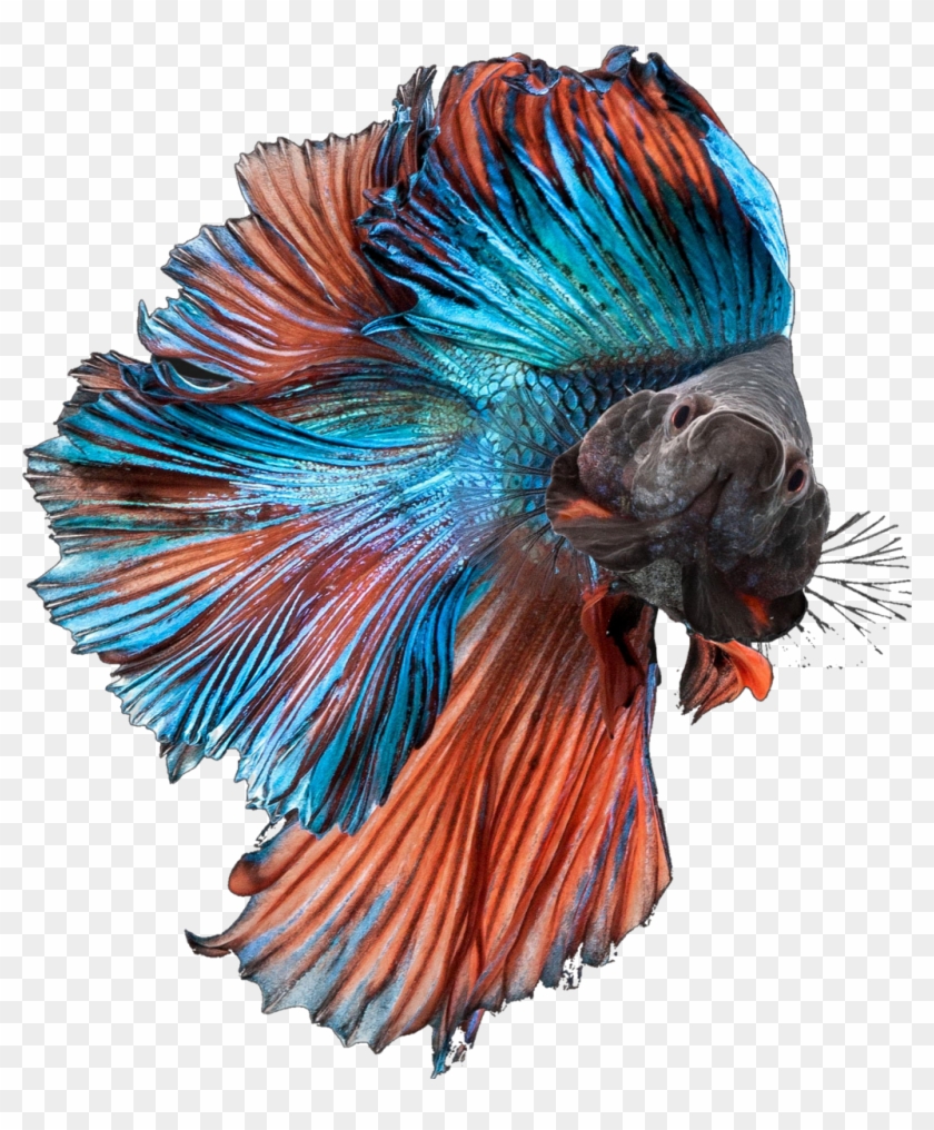 Betta Fish Bettasplendens Bettafish Blue Orange Fancy - Siamese Fighting Fish Multi Clipart #3773788