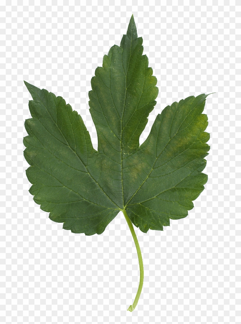 Bobek Leaf-768x1122 - Feuille Erable Sycomore Clipart #3774045