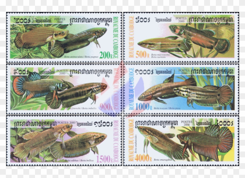 Bettas Clipart #3774400