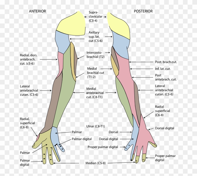 Posterior Cutaneous Nerve Of Forearm - Cutaneous Innervation Of Upper Limb Clipart