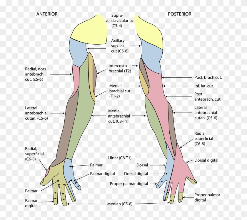 Posterior Cutaneous Nerve Of Forearm - Cutaneous Innervation Of Upper Limb Clipart #3776205